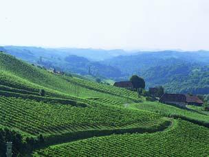 Single vineyard Zieregg Single vinyard SULZ Sauvignon Blanc is the most important grape
