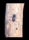BEETLES AFTER EMERGENCE ARE VERY ACTIVE IN BRIGHT AND HOT WEATHER AND READY TO MATE ON THE SAME DAY FEMALES ARE MORE IN