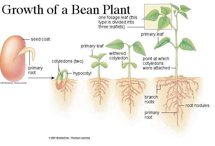 Bean Seed