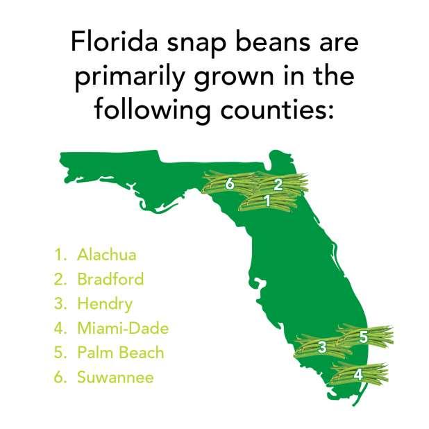 SPOT IT ON THE MAP Snap beans are mainly grown in Miami-Dade and Palm Beach