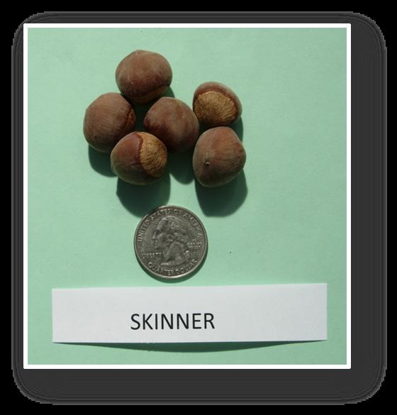 Characteristics of Skinner To plant or not to plant? Nut Production Yield.77-7.