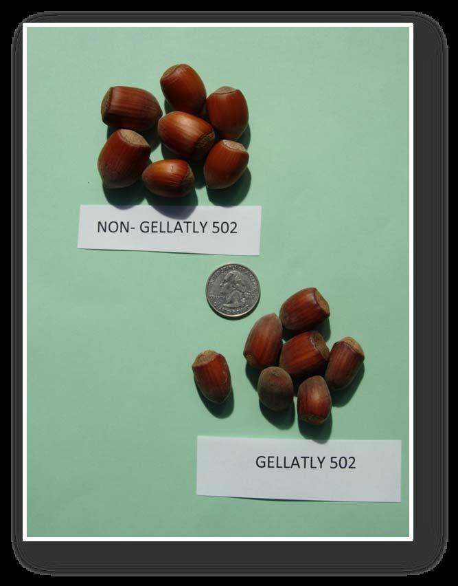 Characteristics of GELLATLY 502 EFB Resistance NOT resistant Frost Resistance