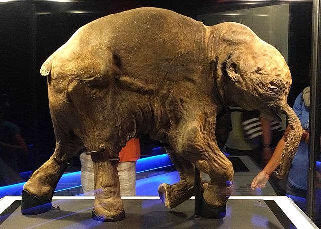 The frozen mammoth calf Lyuba BBC News, 5