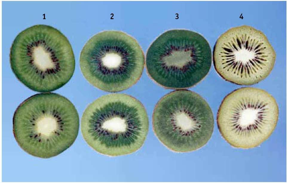 Figure 18 Minimum requirement sound : 1: normal ripening fruit,
