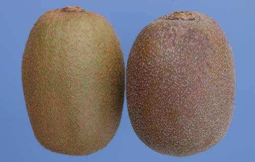 Figure 19 Minimum requirement sound : Left: normal ripening fruit: