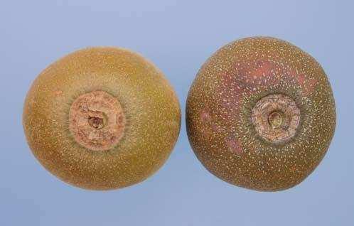 Figure 20 Minimum requirement sound : left: normal ripening fruit: