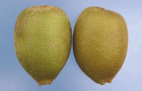 left: shoulders practically even and below calyx typical fruit