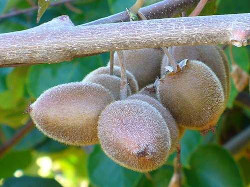 Mature kiwifruits