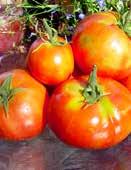Sweet Olive Early maturing plant produces high yields of ¼ to ½ oz bright red grape tomatoes. They are very sweet and flavorful. Perfect for salads and snacks.
