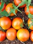 Polar Beauty Developed in Alaska for colder climates, it bears small to mediumsized tomatoes with a good, full tomato taste. Short, bushy plants are productive.