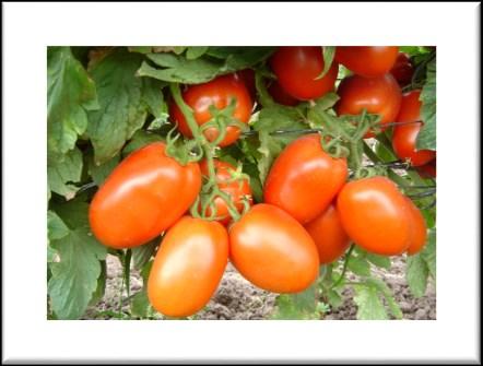 Oval shape 250-400 grams Outdoor Polina Polina was one of the first varieties introduced with TY resistance. A vigorous mid-season plant with firm fruit, uniform ripening.