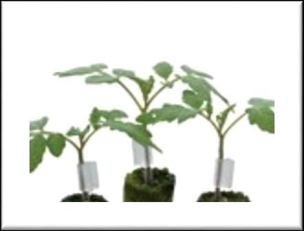 Rootstock Beaufort Resistances: TmC5VF2FrNK For many years already, Beaufort has been the standard tomato rootstock.
