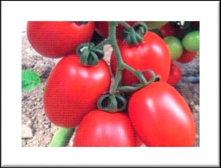 Curlew Curlew Roma tomato is an early indeterminate mid to early variety. Curlew produces a strong plant with a high yield potential.