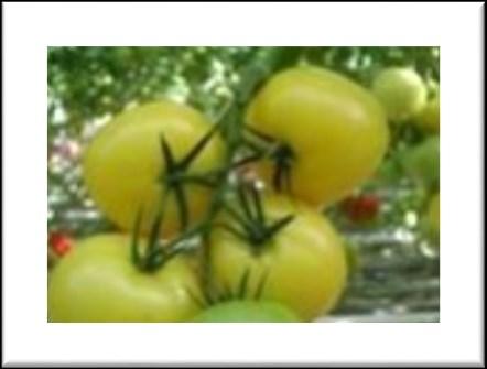 4 oz (160-180 grams ) that is round, firm and with a long shelf lıfe and plant is vigorous and fruit early maturing.