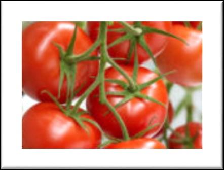 Komeett tomato Kommett is a newer variety with fruit size averages 155 grams with a high yield potential.