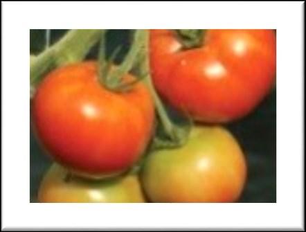Arbason Arbason is a large beefsteak tomato with an average fruit size of 200-255 grans (7-9oz). It is suitable for all types of production systems including protected agriculture and open field.