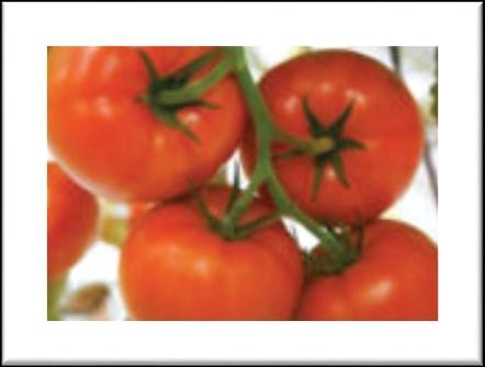 It can maintain its size and shape under high temps. Caiman tomato Caiman is an early variety suitable for greenhouse and open field production. Weight /- 270 grams (9.