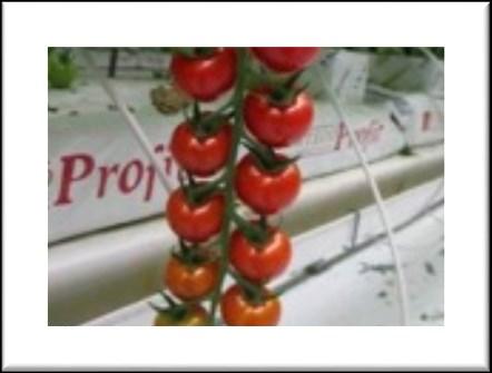 5 oz) DRC564 DRC 564 tomato has exceptional yield potential with great taste! High vigor / growth with excellent fruit and truss characteristics.