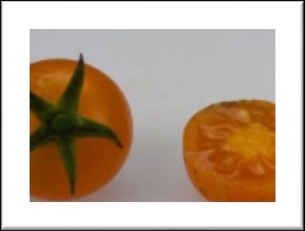 ) Toronjina Toronjina is an orange loose cherry tomato that produces high yields of intense orange colored fruits. Fruits have excellent taste.