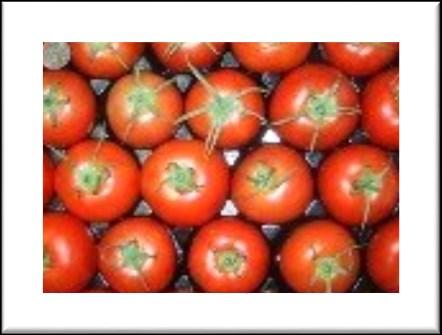 High vigor Red Pear Red Pear tomato is an Indeterminate tomato with average fruit weight of 6-8 grams (0.2-0.3 oz).