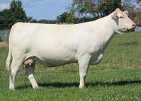 Heifer & Donor Prospects Herd Sire