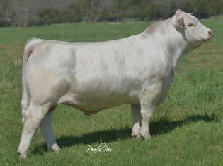 Pen-of-Five Owned with Wright Charolais WC CCC Blue October 4119 P ET EM846421 BW: 78 lbs. AWW: 810 lbs.
