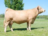 Rally Embryos available by Code Red Pasture Sires HPF DJ Red Clyde 42 PF I m A Jammin