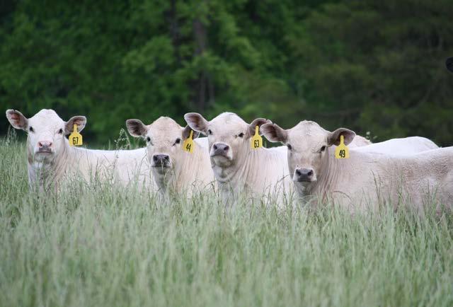 Purebred or Commercial Your Source for Charolais Genetics s s s Calving Ease Performance Minded