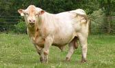 200+ Head Cowherd n Feedlot data from our commercial herd n Proven Bloodlines n Show heifer