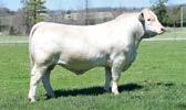 DCF Prevalence 0953 P Field Rep x Wind Power Top 7% WW AI Sires Ledger Field Rep Cash Benellli Royce