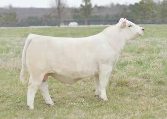 Great first calf crop! CCC WC RESOURCE 417 PLD Stacked Numbers! BW: 71 lbs. AWW/R: 923 lbs./120 EPDs: CE: 9.1 BW: -2.0 WW: 39 YW: 65 M: 15 MCE: 6.4 TM: 34 SC: 1.