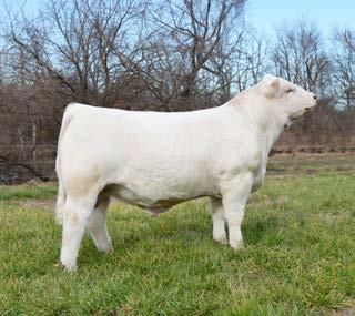 Semen: $25/Straw; $35 Signing Exportable Available The $125,000 WC Sale Topper WC MILESTONE 5223 PLD Sound, Balanced! AWW/R: 861 lbs./114 EPDs: CE: 3.5 BW: 1.