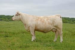 REHAB 8104 Perfect Wind x S5224 Will add docility to your herd.