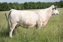SHF MS PERFECT MAC 0059 Perfect Wind x S5224 Progeny have made a mark in the
