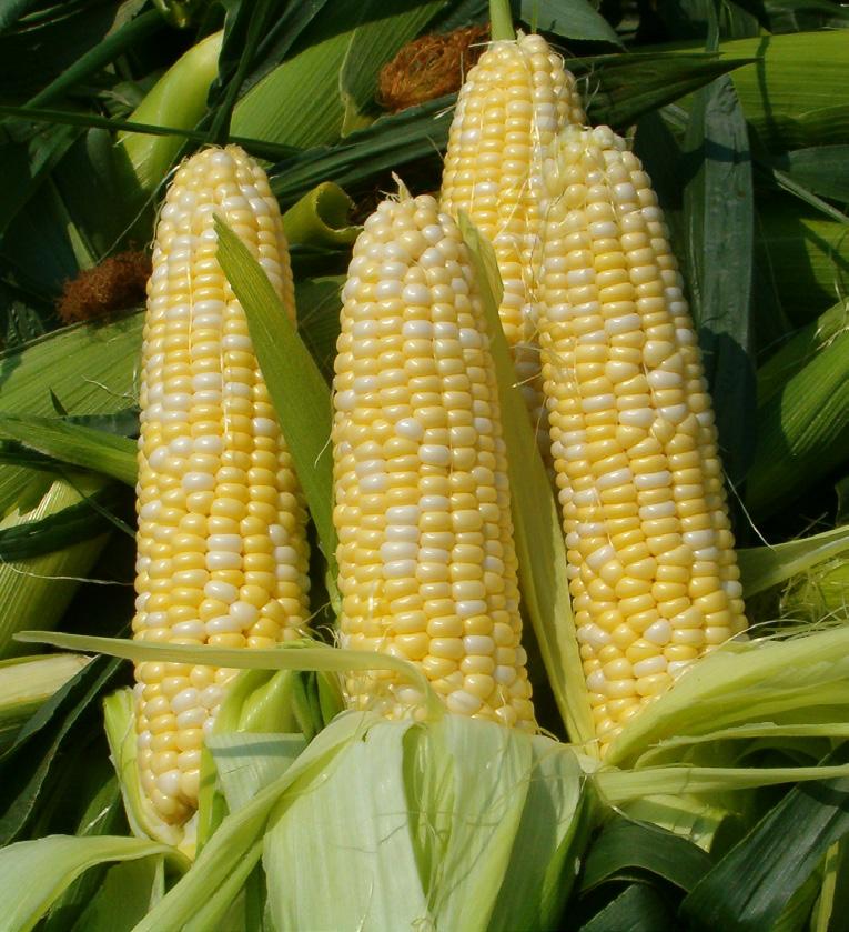 Corn Vitamins A + C, folate, potassium, iron, magnesium, fibre, protien Where to plant: Full Sun When to plant: March to November HOW TO SOW Depth: 2 to 3 cm Plant Spacing: 8 to 12 cm apart Seedlings
