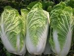 Chinese Cabbage Iron, Vitamin C, Vitamin A, Calcium Where to plant: Full Sun or Part Shade When to plant: Dry Season HOW TO SOW: direct into well-prepared bed Depth: 6mm Plant Spacing: 30-40cm apart