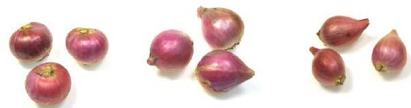 bulb shallot Round Tapering Long