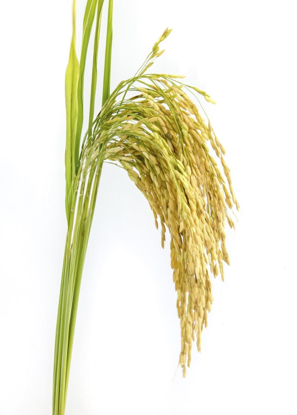 Rice Grains Galore Lesson Plans *
