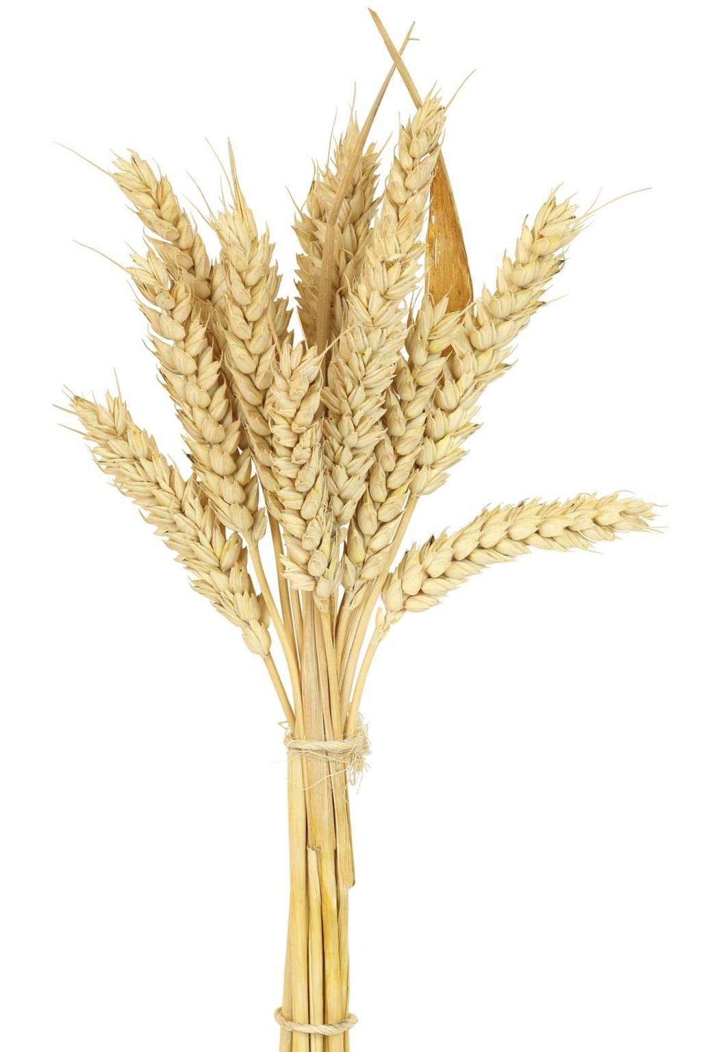 Wheat Grains Galore Lesson Plans *