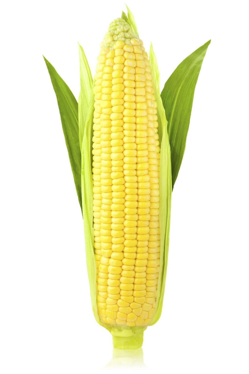 Corn Grains Galore Lesson Plans *