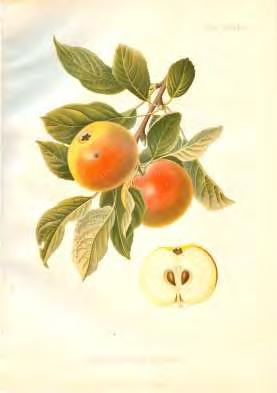 History of cultivars (before 1800) The first Malus domestica cultivars supposedly were introduced in 14th century from Germany and planted at castles and manors.