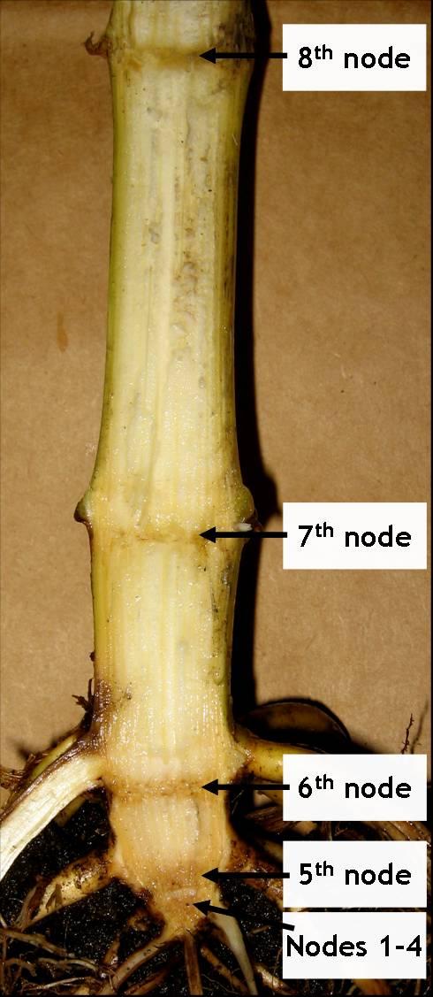 V10+ Stalks need to be split to stage Need a larger knife & spade Each leaf is attached to a specific node Need to line up which leaf goes to which node on the stalk Split lower stalk