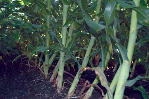 V10-VT Problems to watch for: Eyespot, Physoderma brown spot, common rust Scout for nematodes Corn rootworm