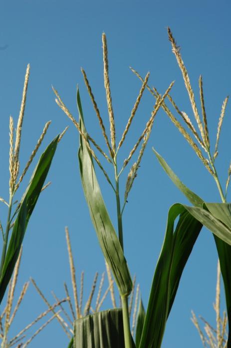 VT-Tasseling Tasseling occurs when entire tassel is visible Final vegetative stage Occurs just prior to, or at the same time, as silking The