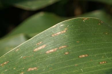 VT Problems to watch for during VT include: Gray leaf spot, southern rust, northern leaf