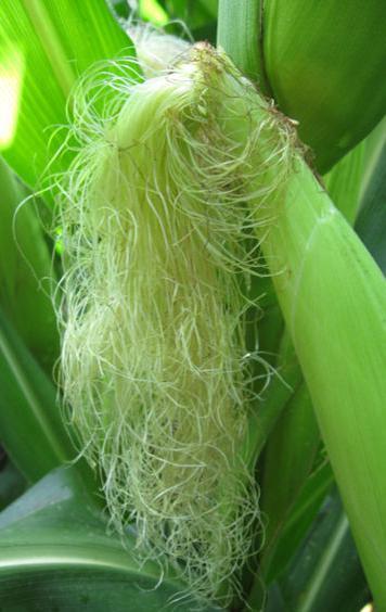 R1 - Silking At least 50% of plants have 1 or more silks emerged (use only uppermost ear) Pollen grains will land on silks and if receptive, fertilization will occur.