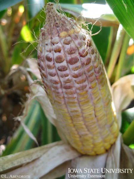 R5-Dent to R6-Physiological maturity Problems to watch for: Ear rots Stalk rots