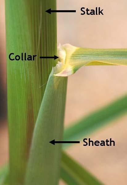 Determining growth staging Leaf collar method The collar is where the leaf blade visually breaks