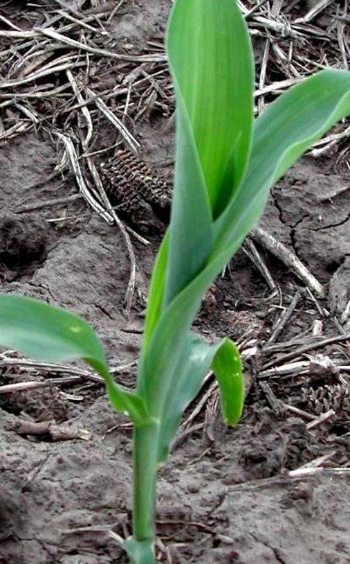 Determining growth staging Leaf collar method Leaves still in the whorl