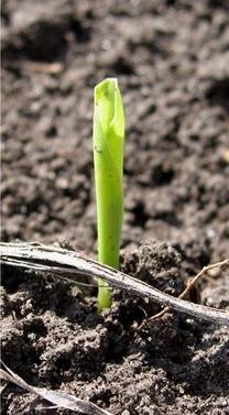 VE - Emergence VE: When the young shoot pushes through the soil surface Problems to watch for: Early and late planting Flooding, soil crusting